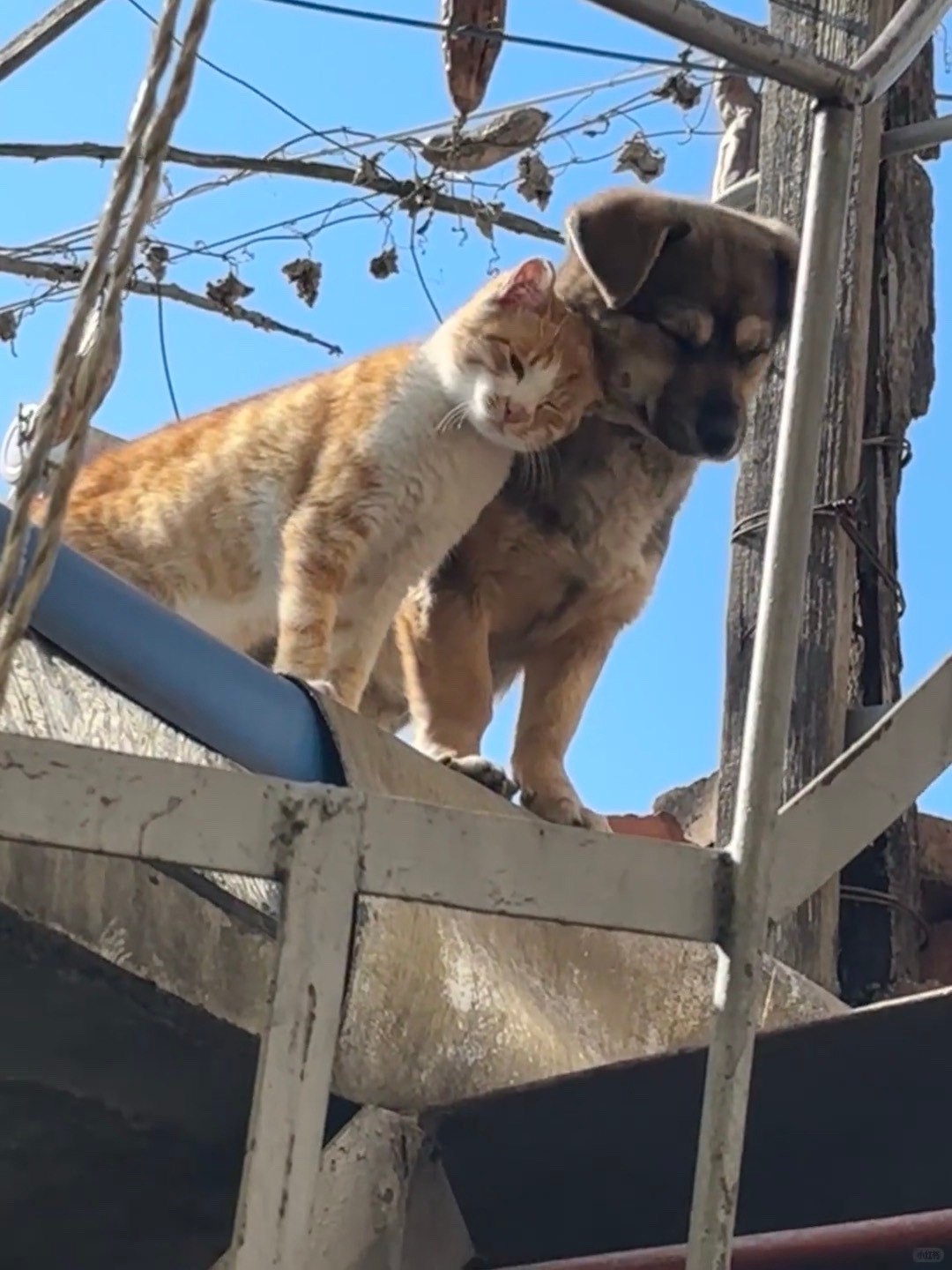 小猫小狗天下第一最最好！ 