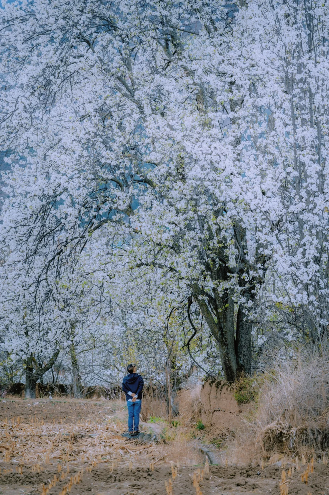 川西春季限定版路线的，惊喜和反馈