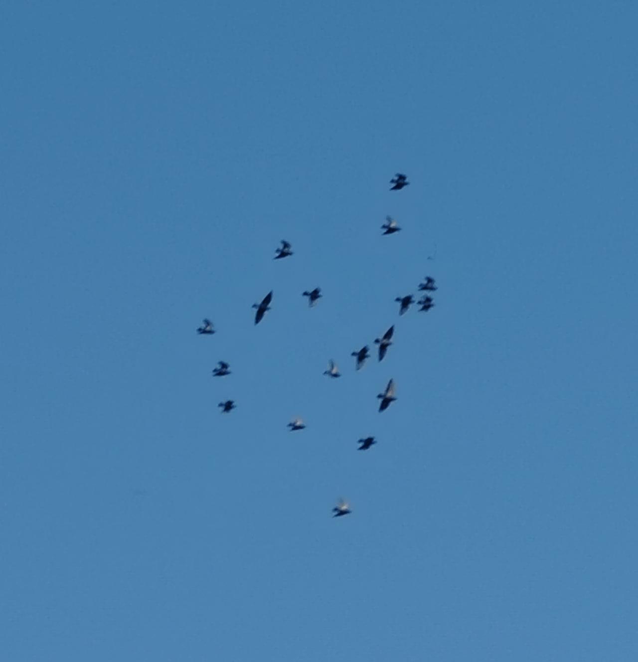 上联：一秋心事寄弯月，安子邀对两地相思盼雁归