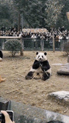 大家你们看嘛！成都的熊猫花花，正吃得竹子香哦。突然饲养员爷爷端个黑假发过来，操作
