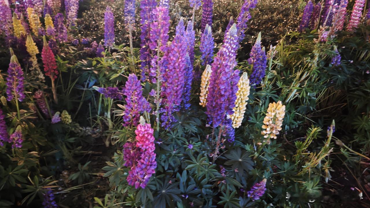 上海周边逛过太多古镇，唯独南浔的夜晚最让我心动。暮色漫过頔塘河，五彩灯光勾勒出古