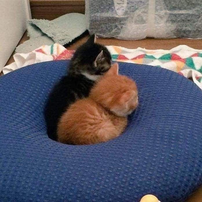 两只猫猫🤲🏻 排球少年[超话]  