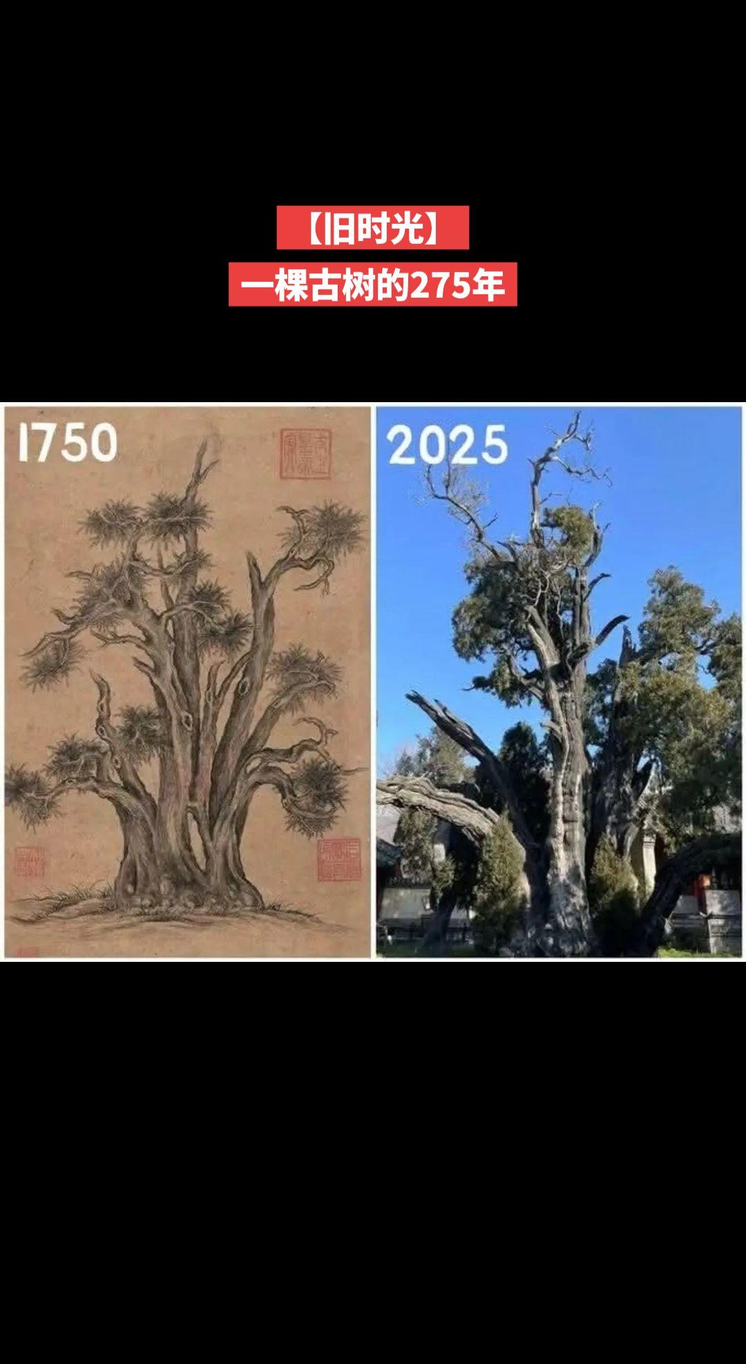 相隔275年，中国最古老的、树龄达4500年的柏树，被清朝乾隆皇帝记录在他的一幅