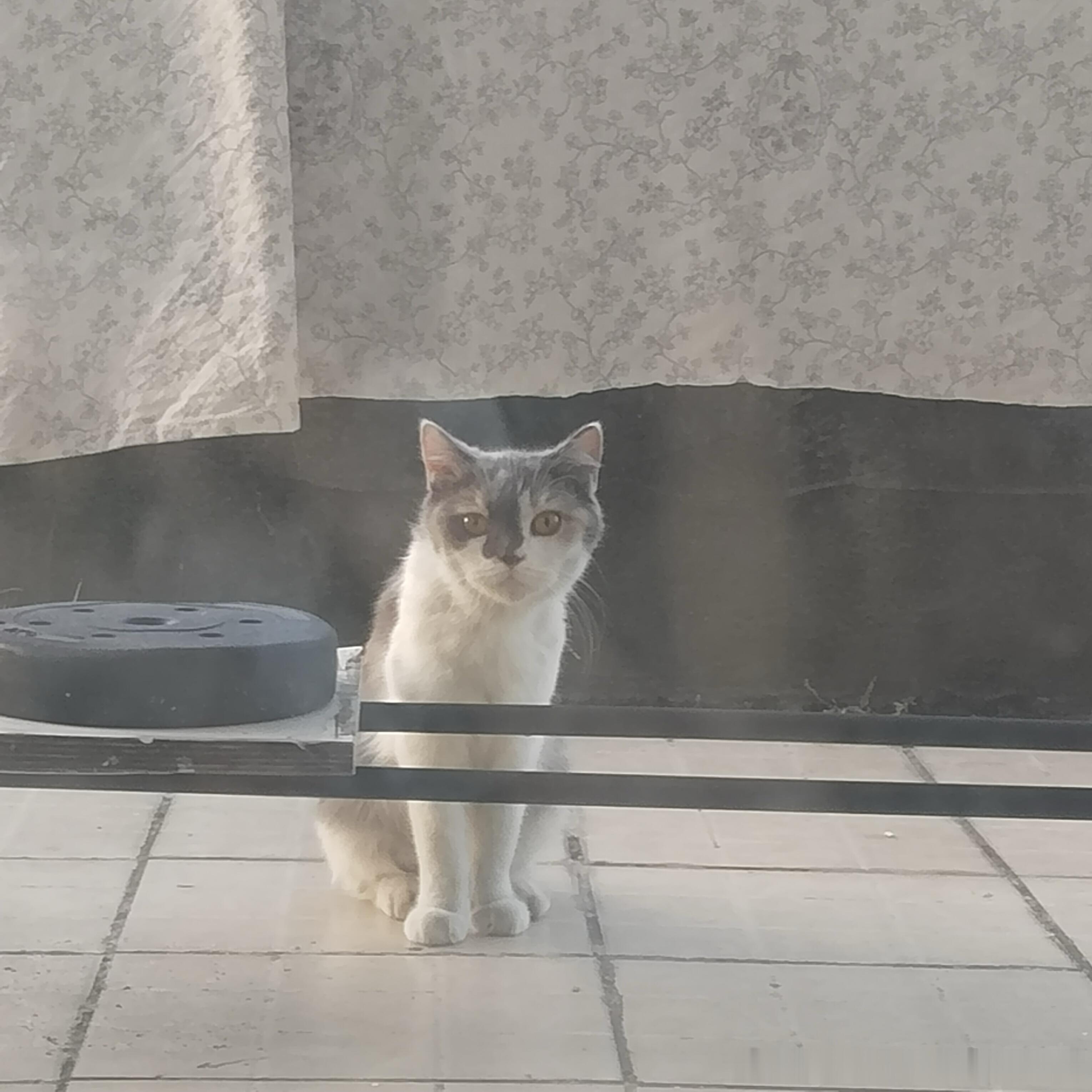 50358【猫咪领养】福州领养福建领养 性别:妹妹 花色:三花 应该是一只英短串
