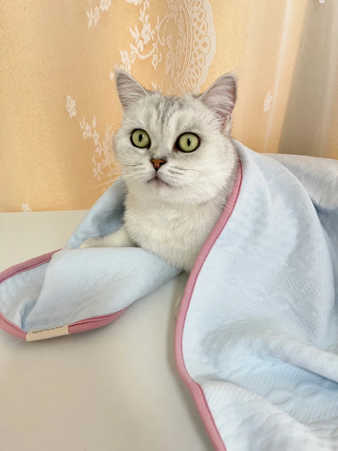 我的治愈系猫猫 傻乎乎的小猫咪