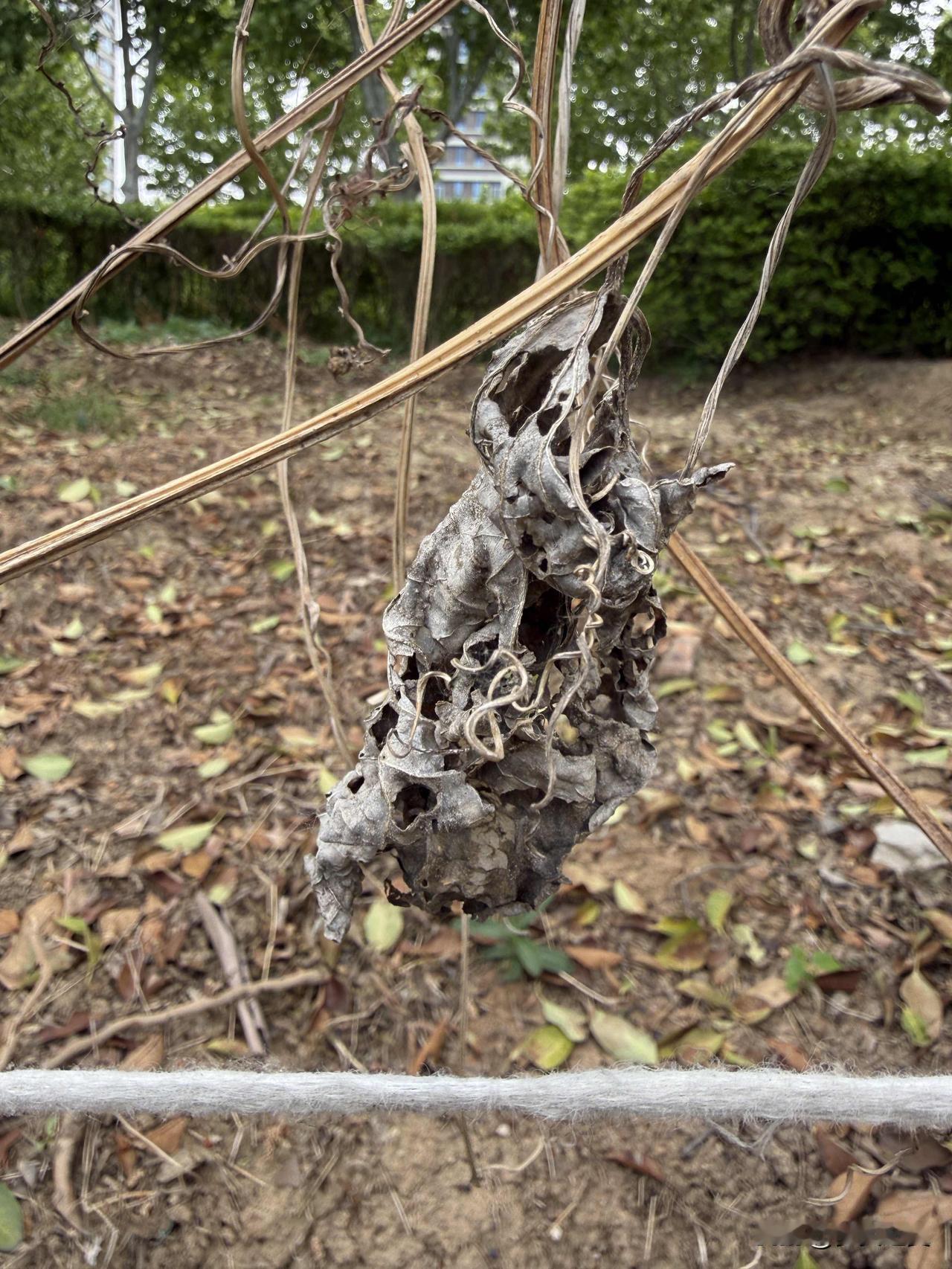 【小对联】
上：南下；
下：……？