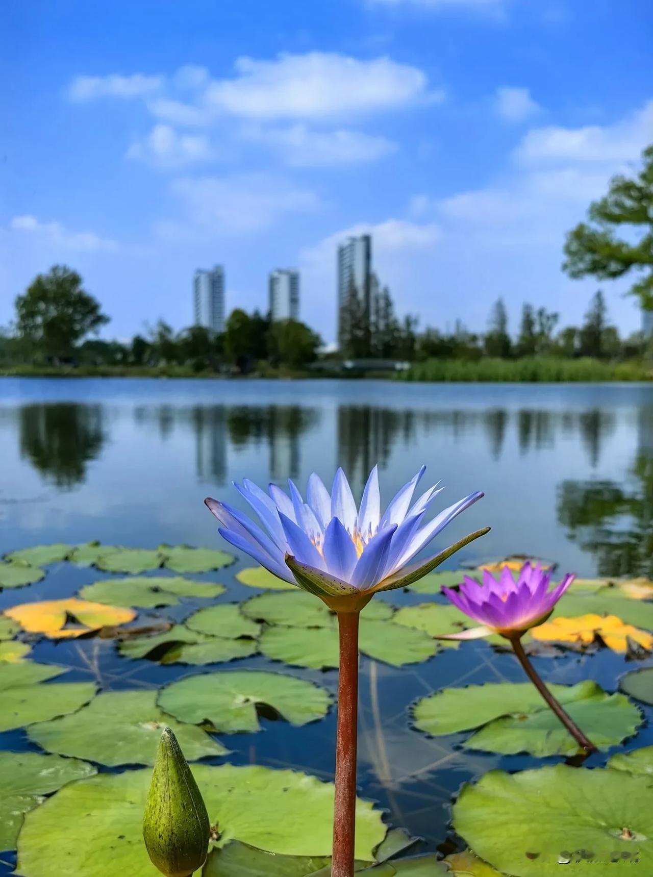 蓝天、白云、高楼、绿树、湖水、睡莲，上海植物园北区沉水栈道好风景（二）
（手机拍