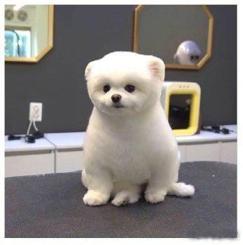 理发的我：给我稍微修一下就好。结果：