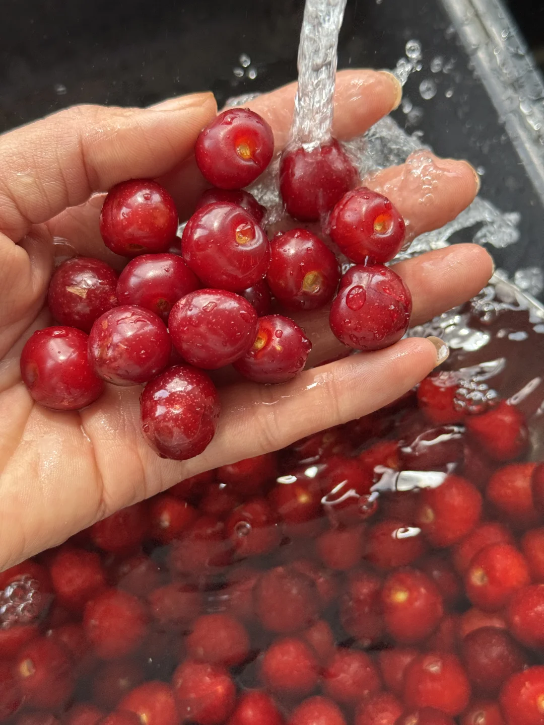 粉丝说小樱桃还是我家的好吃，替代不了！