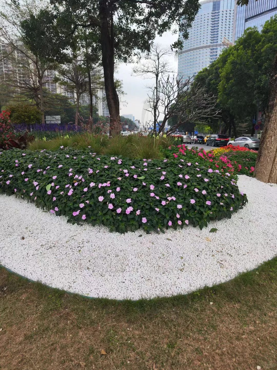 好看的花儿