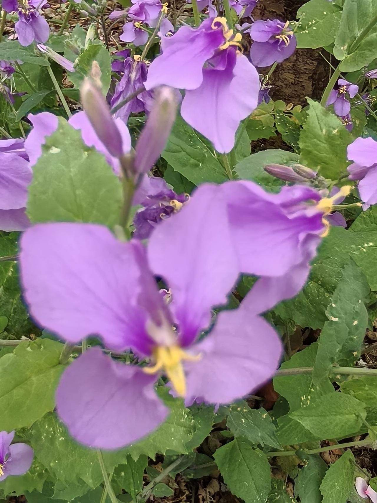 我用微距拍摄的二月兰花您看好看吗？
二月兰花大家都不陌生，以前我总是喜欢看大片大