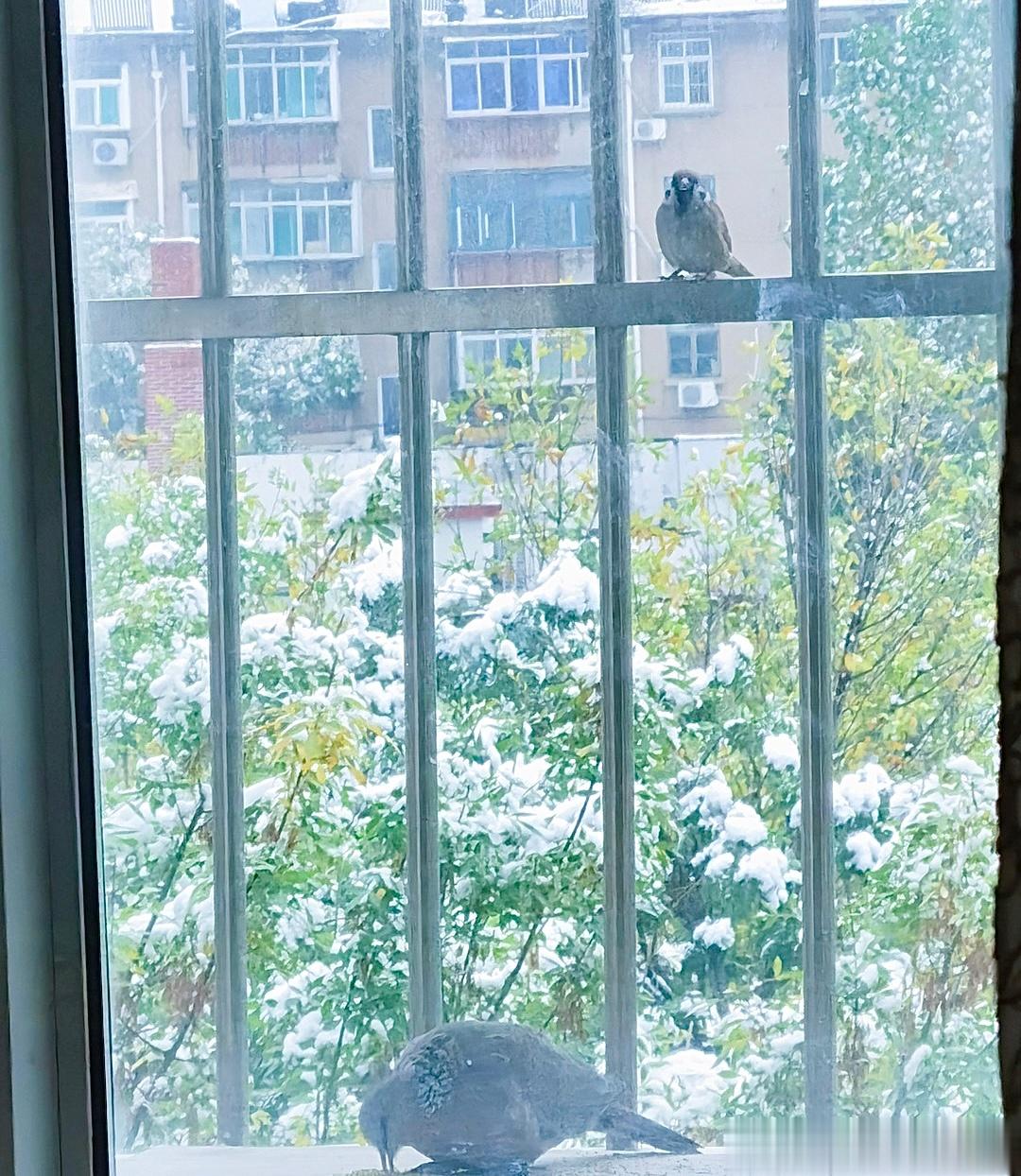 #鸟粉投稿# 窗台上的珠颈斑鸠与麻雀都肥嘟嘟的[开学季] ​​​