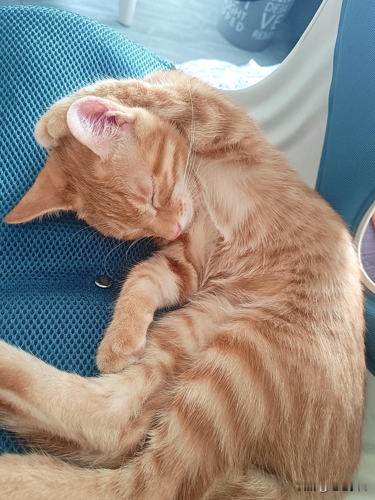 能晒一下你家猫咪慵懒的样子吗