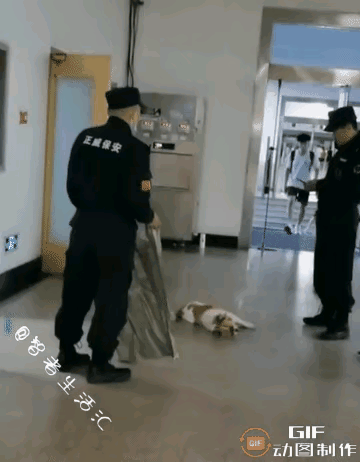 这个毛孩子地下睡一觉的功夫，别人以为他挂了，于是就找来保安，所以把它收拾走，结果