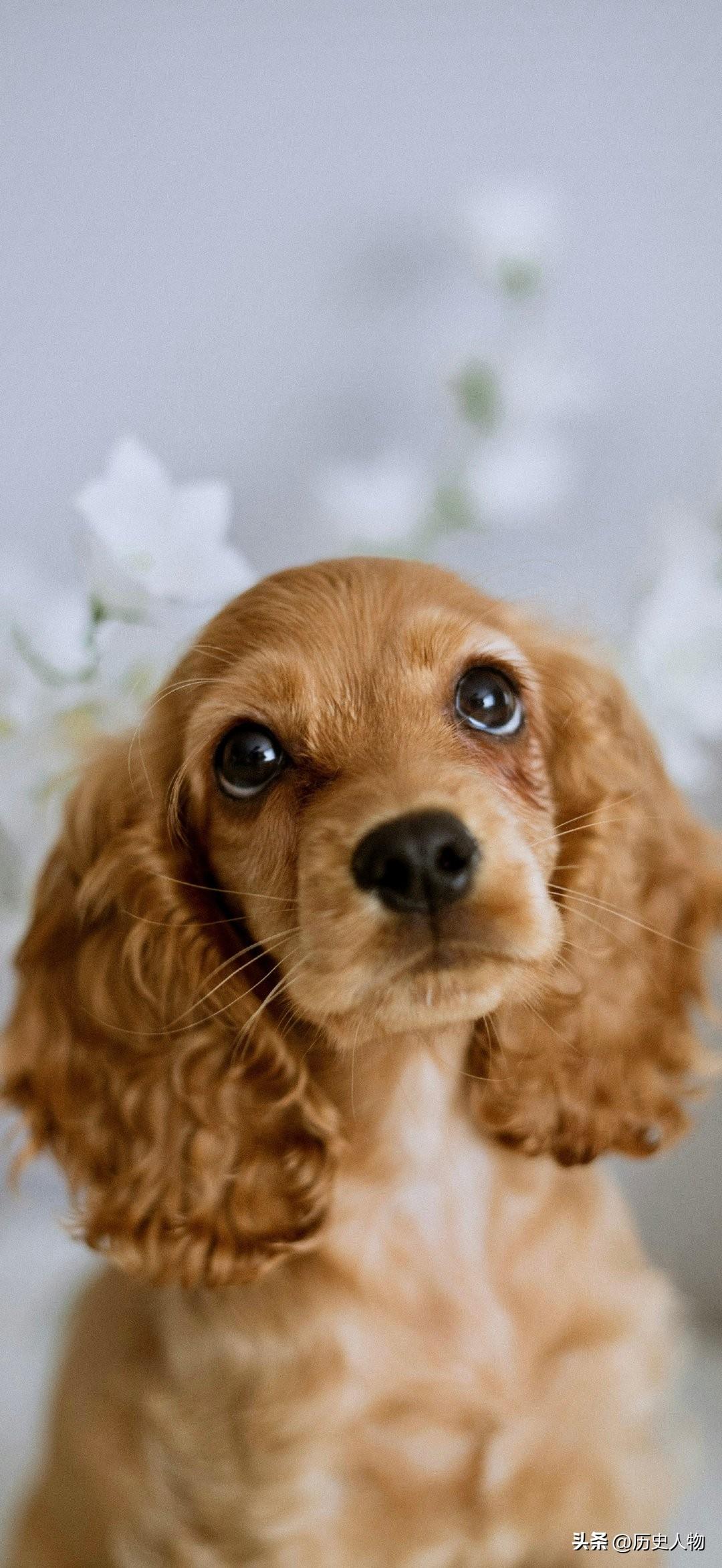 萌宠特写：可爱的柯基犬，大眼睛萌化你的心！🐾💕
