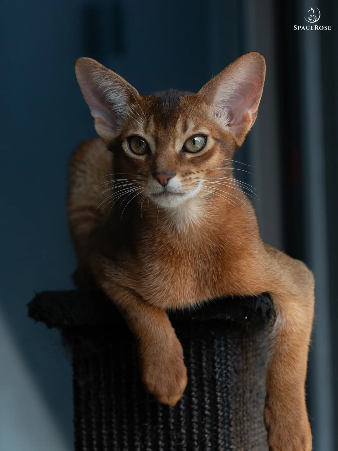 鬼精灵怪，拍个照 800 个表情