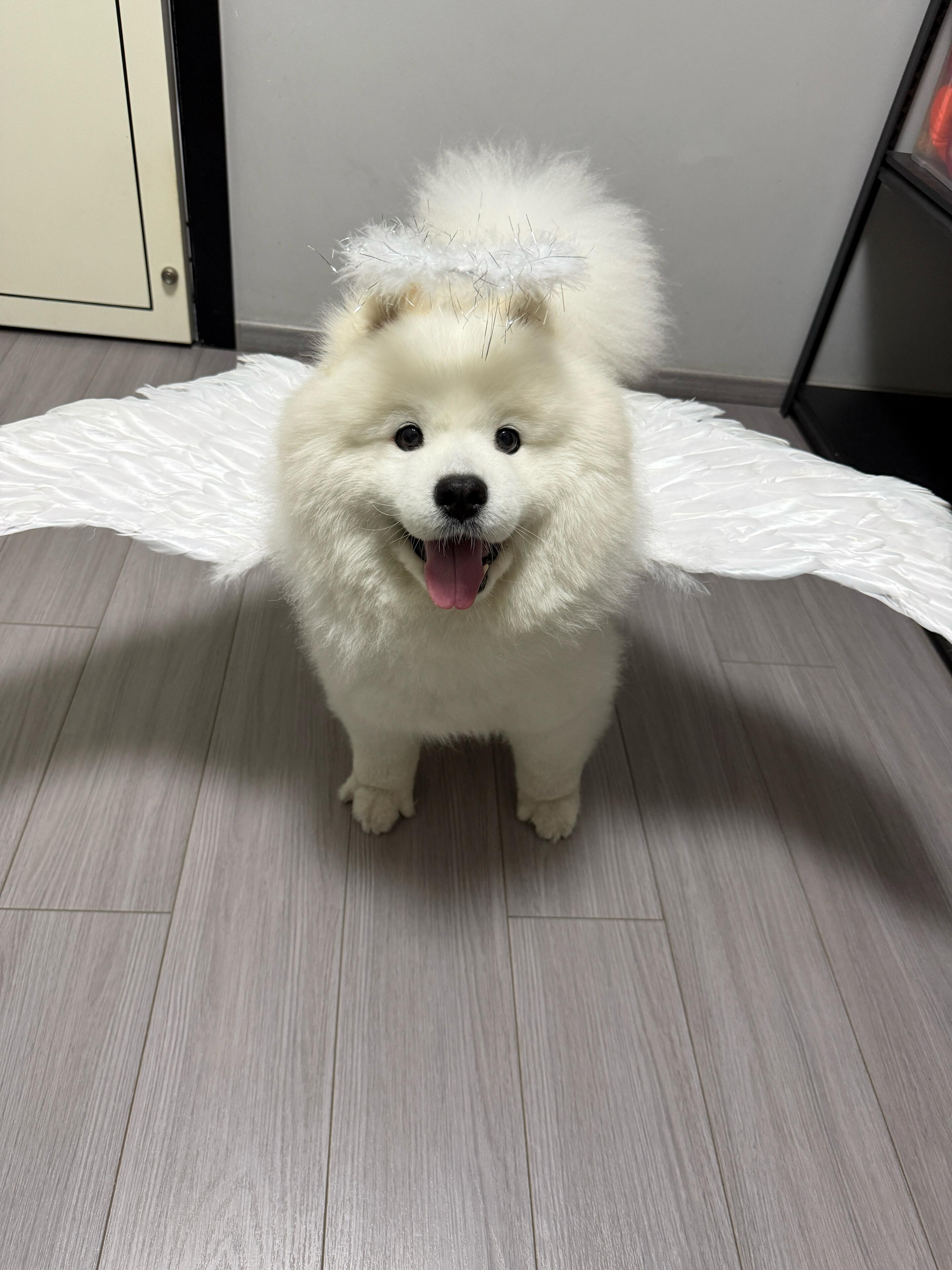 狗使 