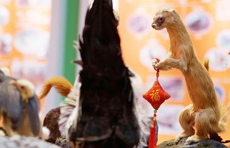 鲁比奥发农历新年祝福，这真像黄鼠狼给鸡拜年——没安好心。鲁比奥一直是个反华政客，