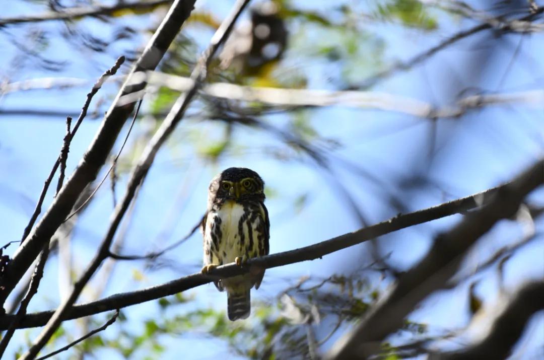 新纪录！六步溪再添41种鸟类，国家级候鸟通道成“飞鸟乐园”！