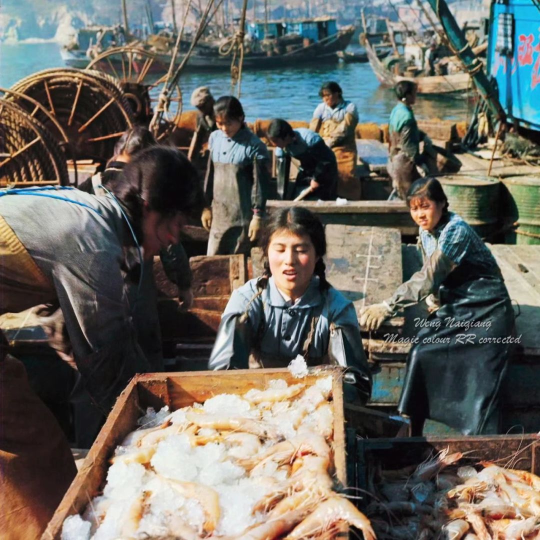 渤海湾对虾｜1971年