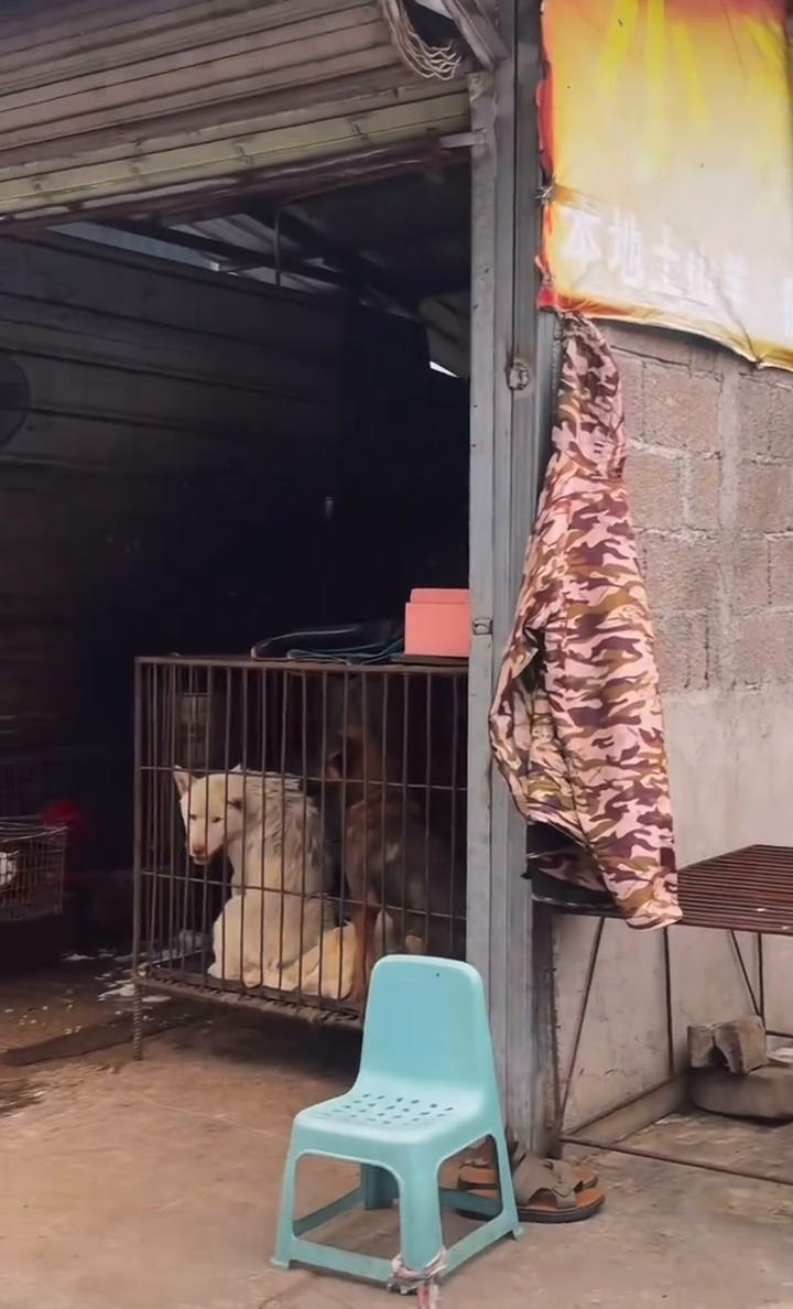 还有小猫，还有品种猫，这中间这只不是品种猫吗？