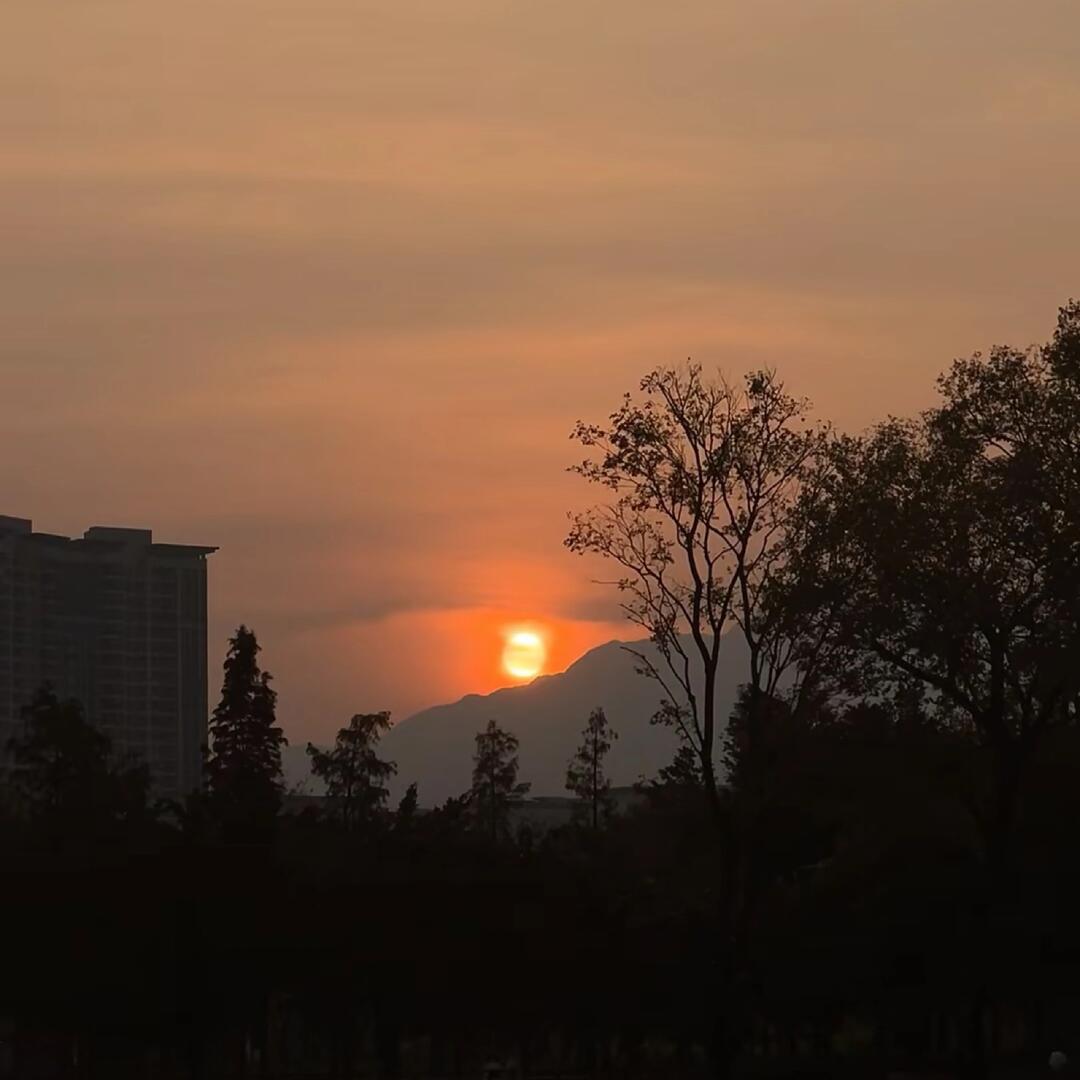 如果晚风绕着海鸥