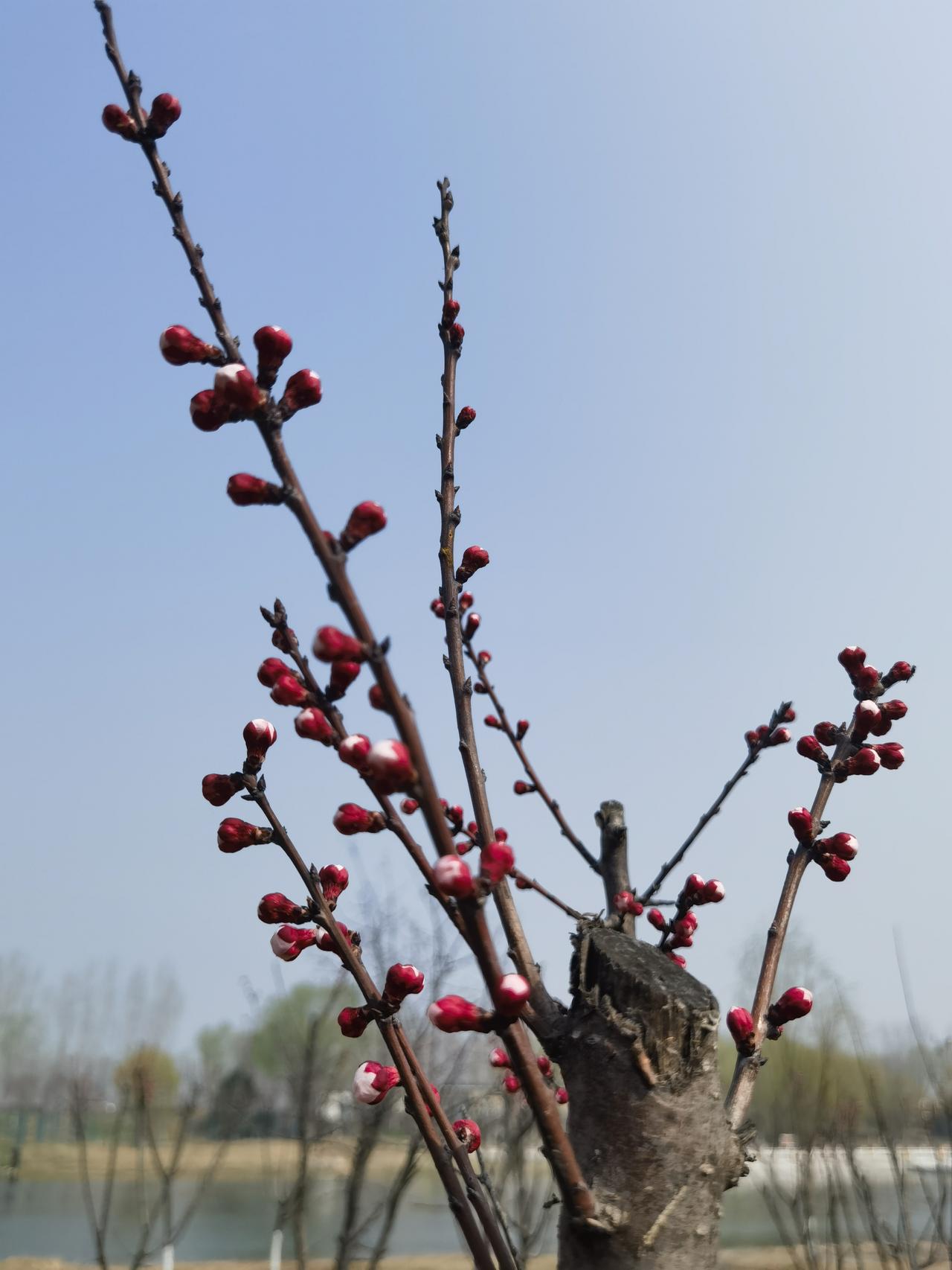 发一张你相册最近拍的花花儿