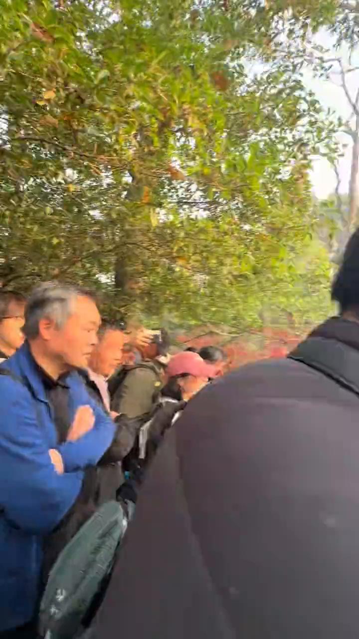 明天就要降雨降温了，十二月十一号花岗观鱼给大家看一看，真的好多人。今天是花岗观鱼