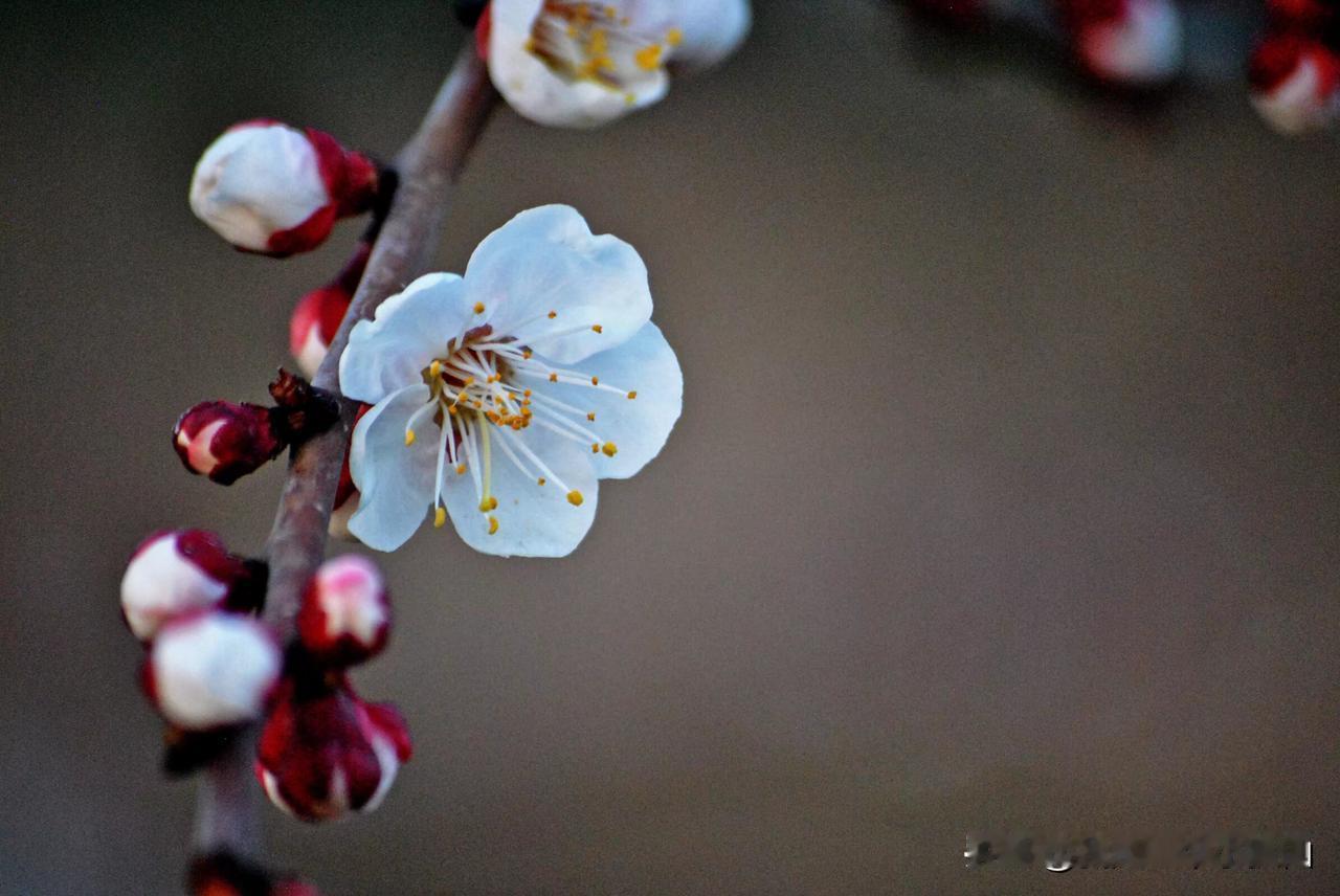 #拿起手机人人都是摄影师#
今天是2024年10月23号  农历九月二十一  霜