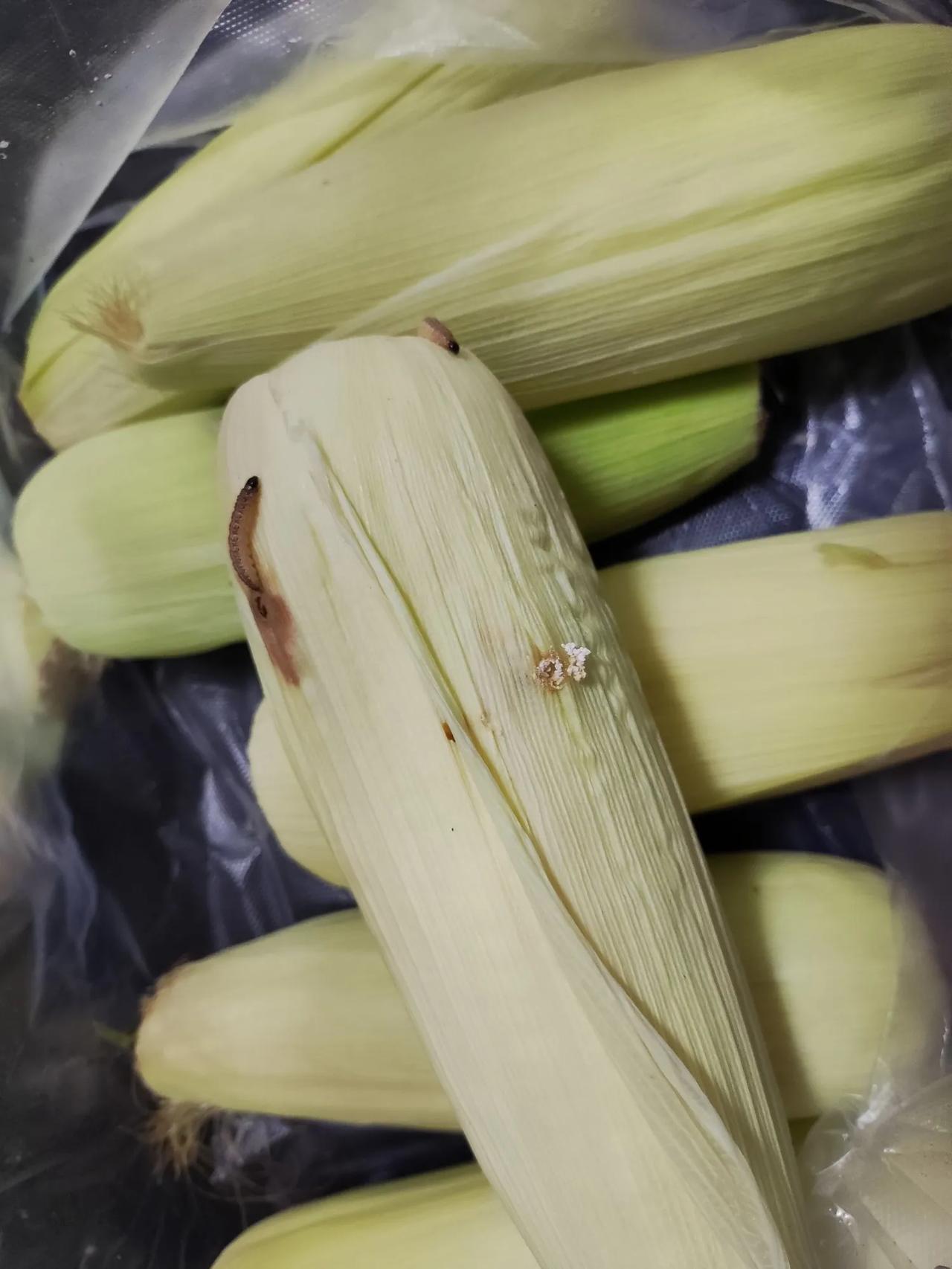 说是不打药的玉米，5毛钱一个，真便宜，就买了5块钱的，反正便宜，也没奢望就是不打