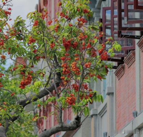 广东广州，赵某和曾某是多年邻居，曾某屋前种的两棵荔枝树，枝叶越界长到赵某家房屋外