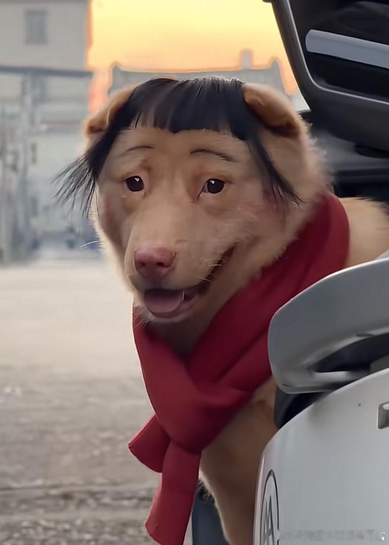 狗狗界中的翠花 无疑了