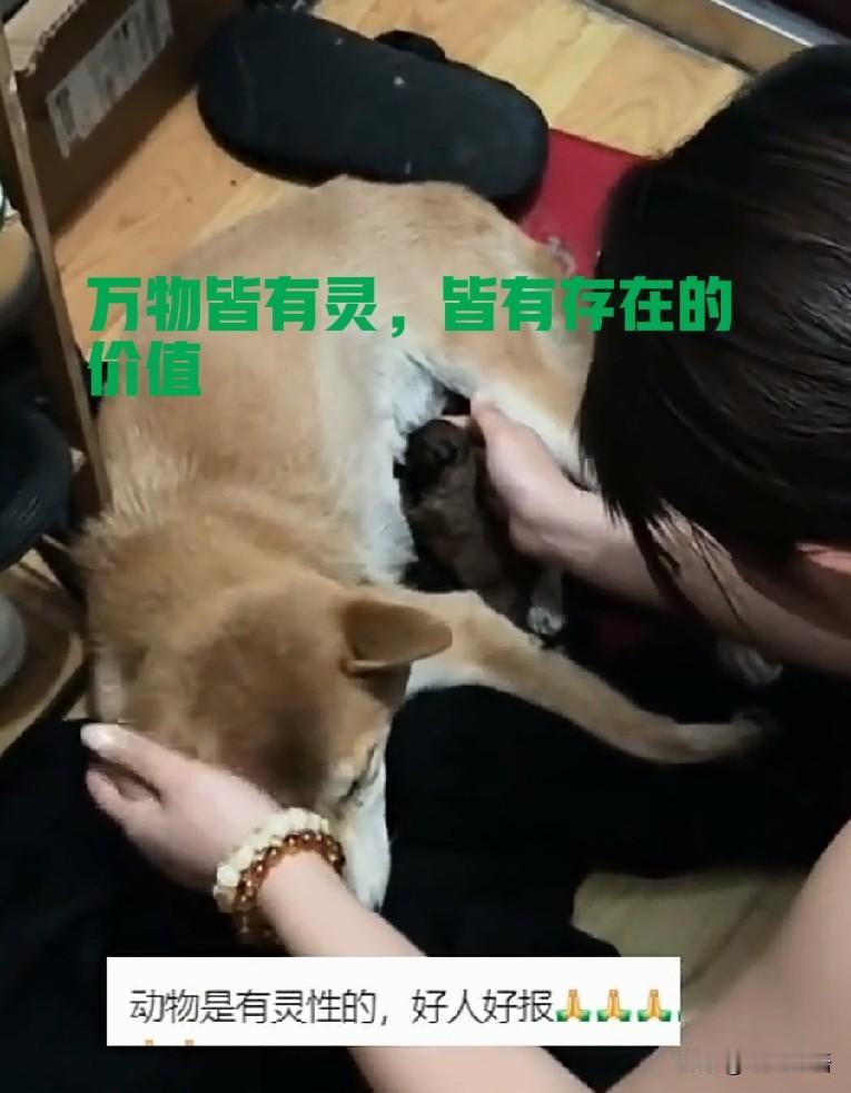 狗狗是财！“来福”了！这家好心人好运来了

近日，浙江一女子经历了一段奇遇，她录