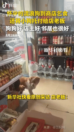 一定是特别的缘分！广东，怀孕的流浪狗和同伴到小卖部要饭吃，老板看它们可怜就经常照