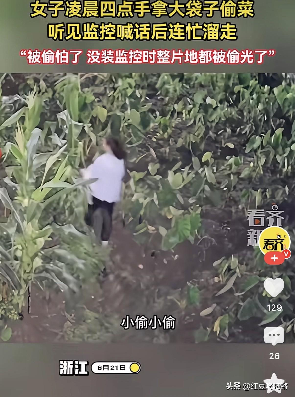 浙江，清晨4点，一女子拎着塑料袋，大摇大摆走进私家菜地。忽然，菜地突然传出人声喊