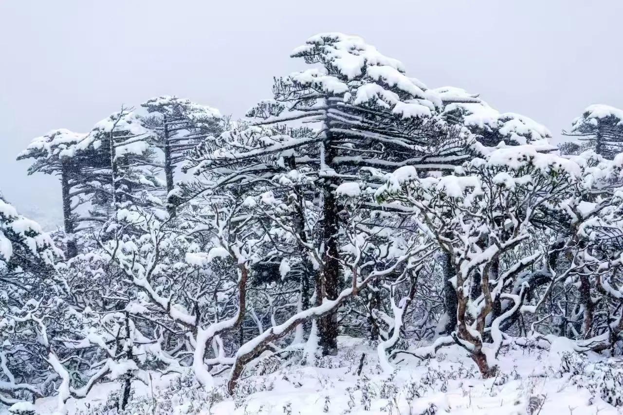 《当雪花落在树叶时》
 当雪花落在树叶时，
世界仿佛按下了静音键。
一片洁白轻轻