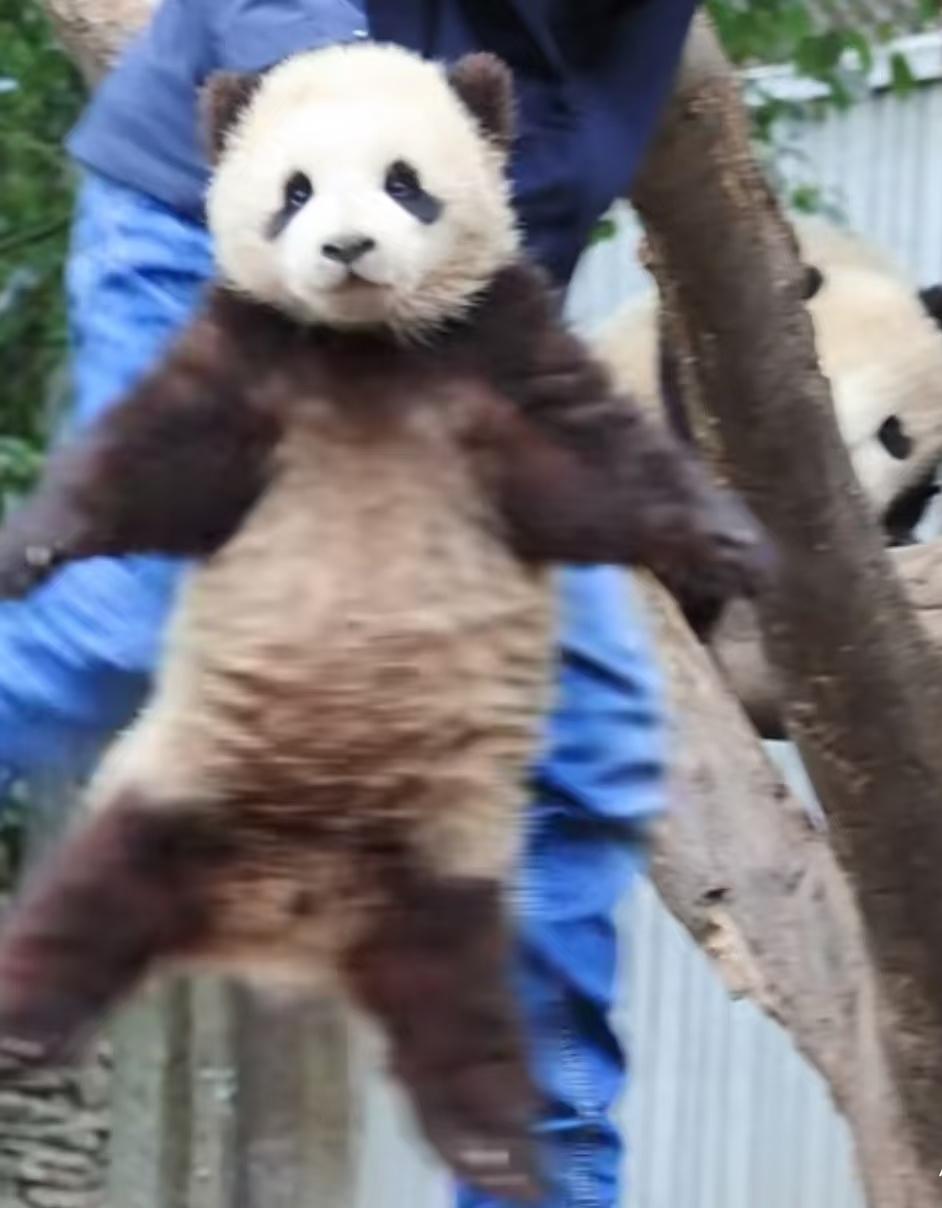 这一瞬间挺像小熊猫的，居然这么老实，乖乖地一动不动任由奶爸提着命运的后脖颈[偷笑