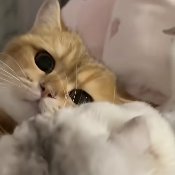 小猫不小心和死对头贴贴 咪：不敢相信！！！！ 