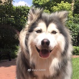米团爱品科技