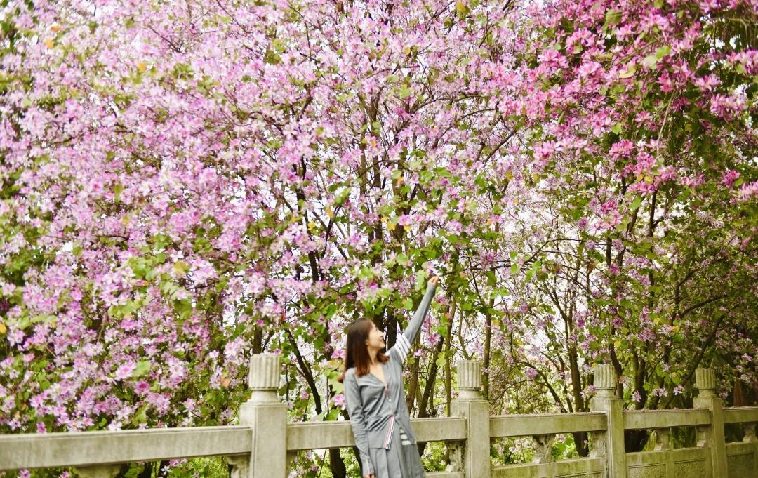 满城尽带紫荆花
风起时，紫荆落瓣成诗🌸
驻足间，满目温柔入画🩷
是春天的美好