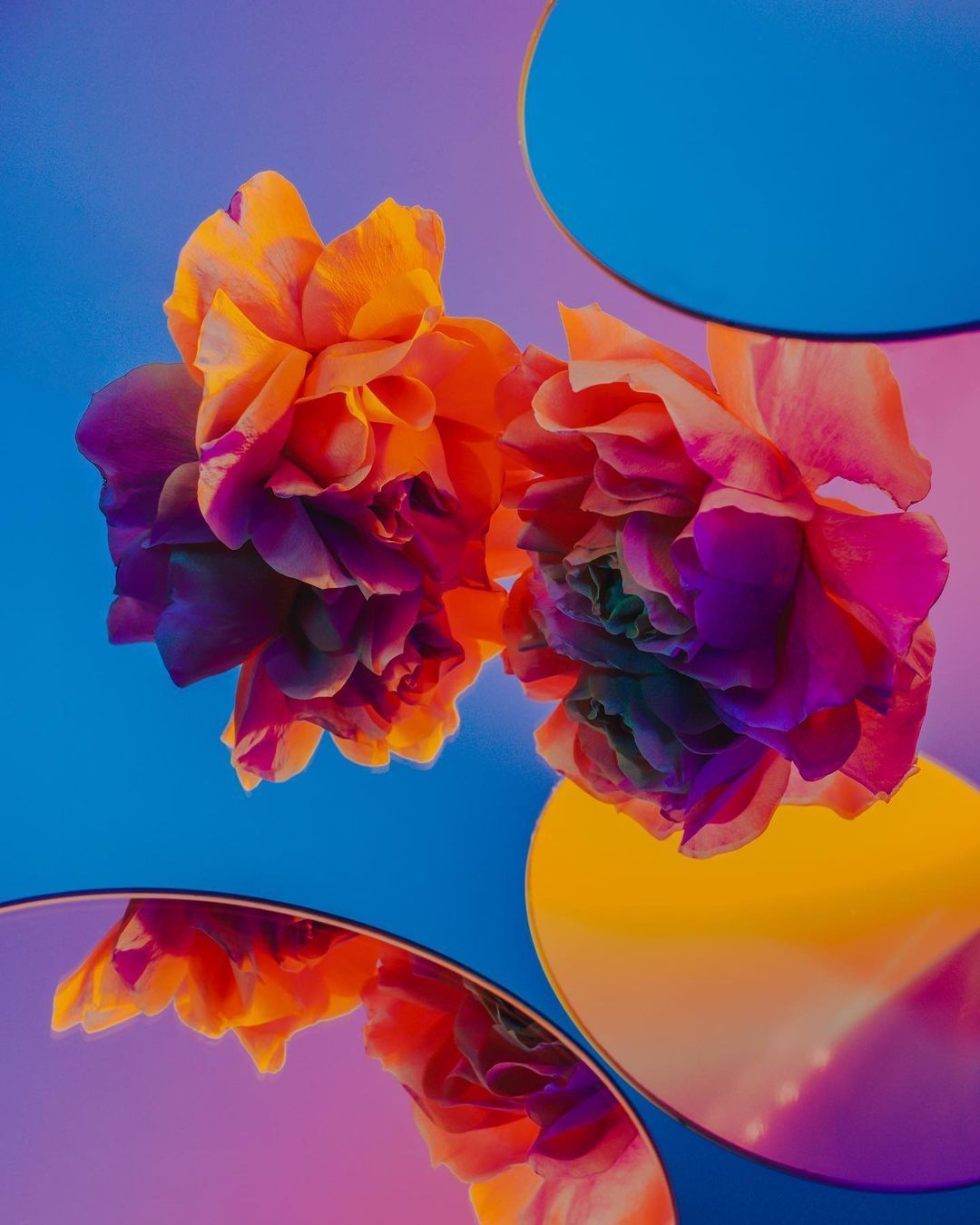 花儿 - Polina Washington#摄影v计划# ​​​
