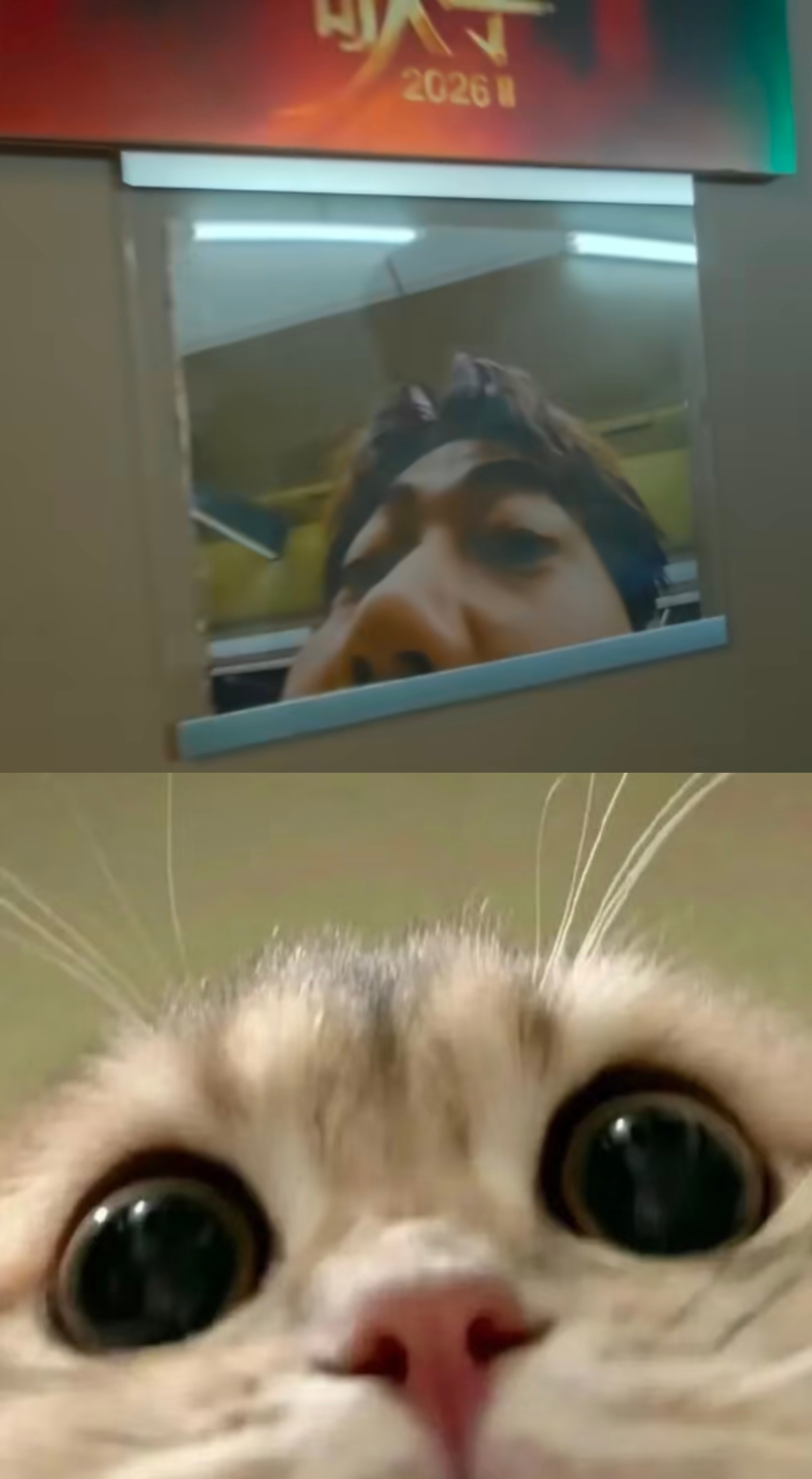 苏醒 老歌手的日常 🐱 苏醒工作热情仔 路过咪休息室的每一个人咪在默默地盯着你