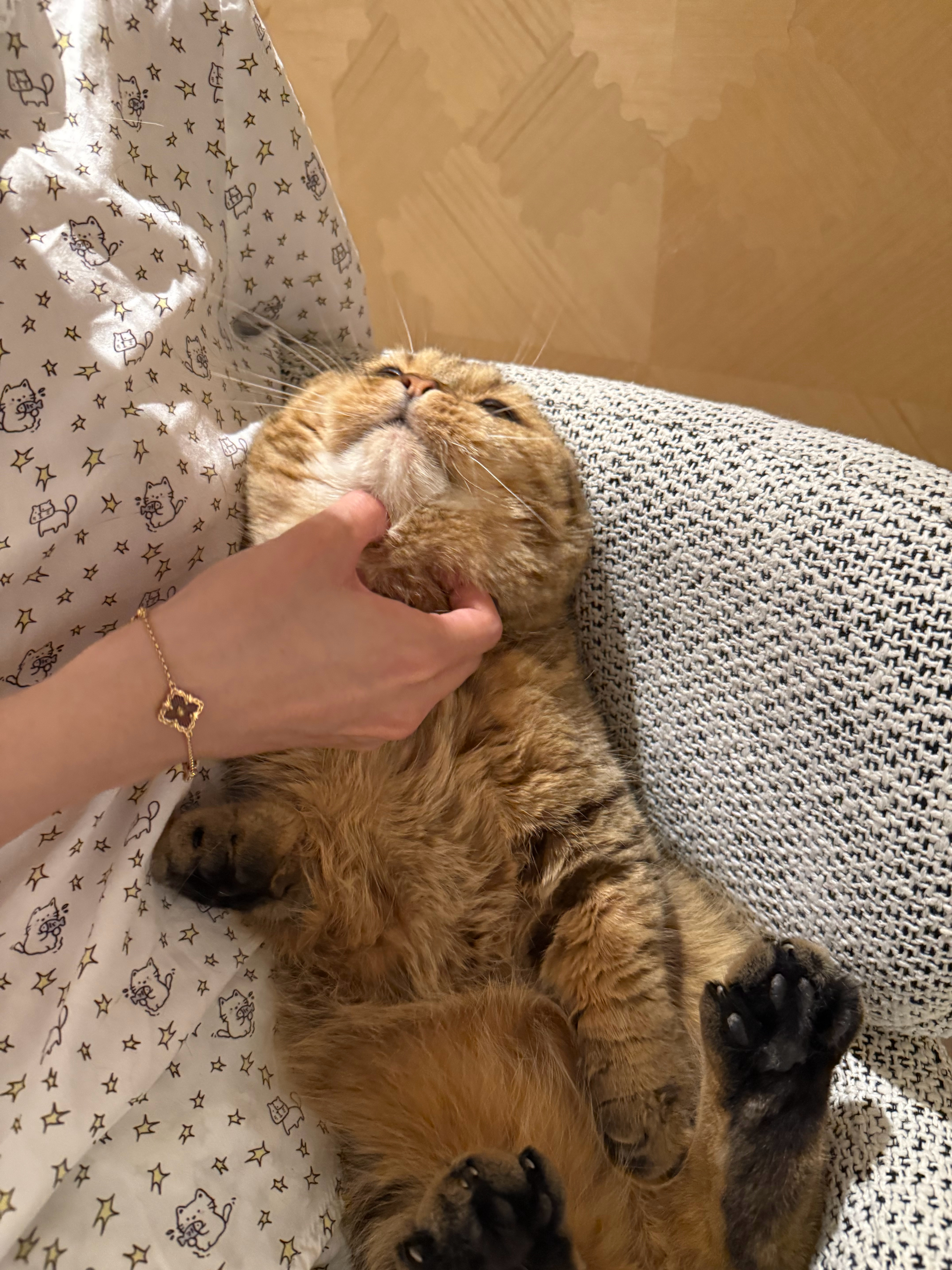 狗狗是我们家最受欢迎的小猫咪标准版大脸盘子猫 粘人 随叫随到 