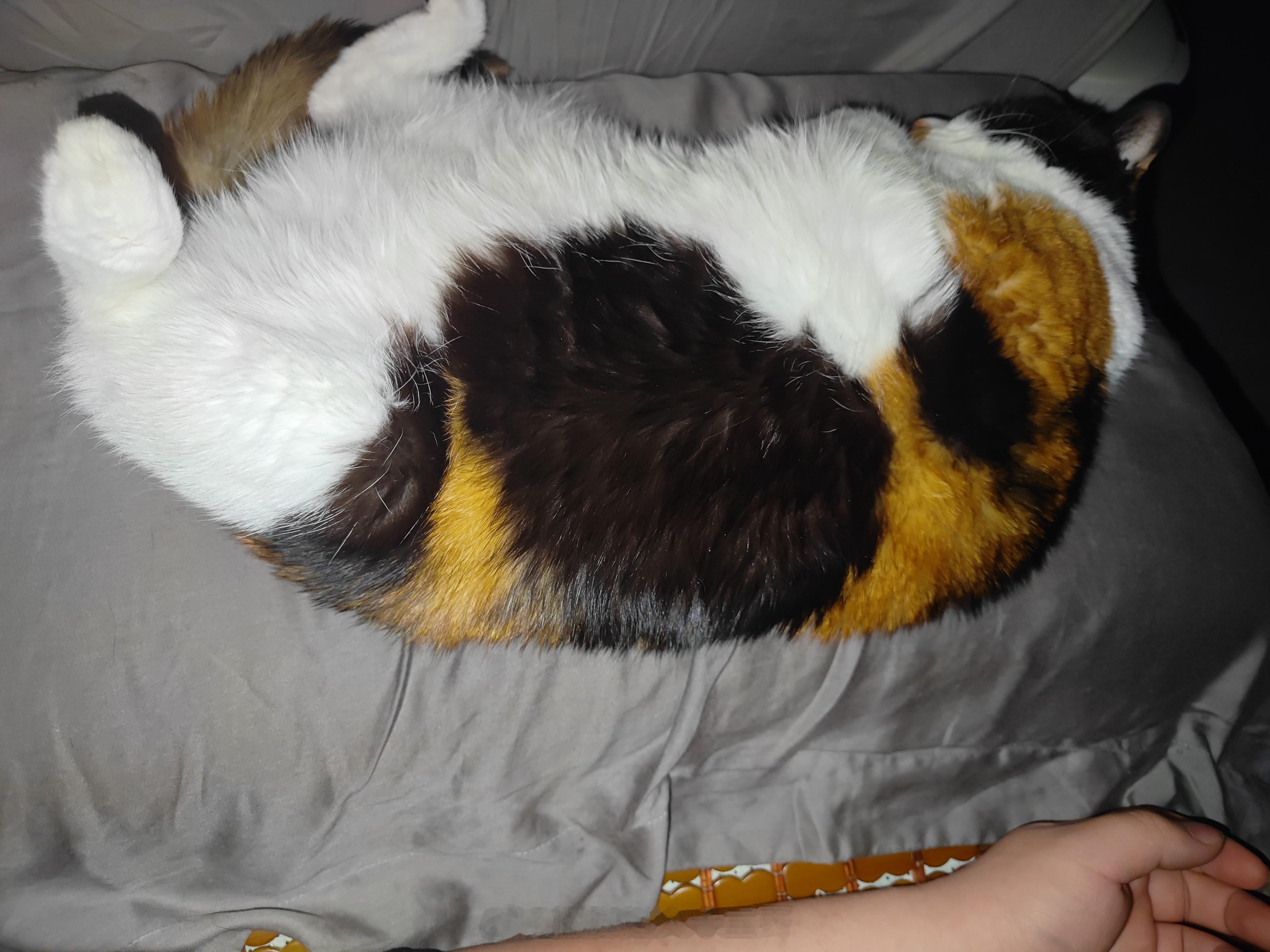 怎么会有小猫霸占四分之三的枕头（恼 ​​​
