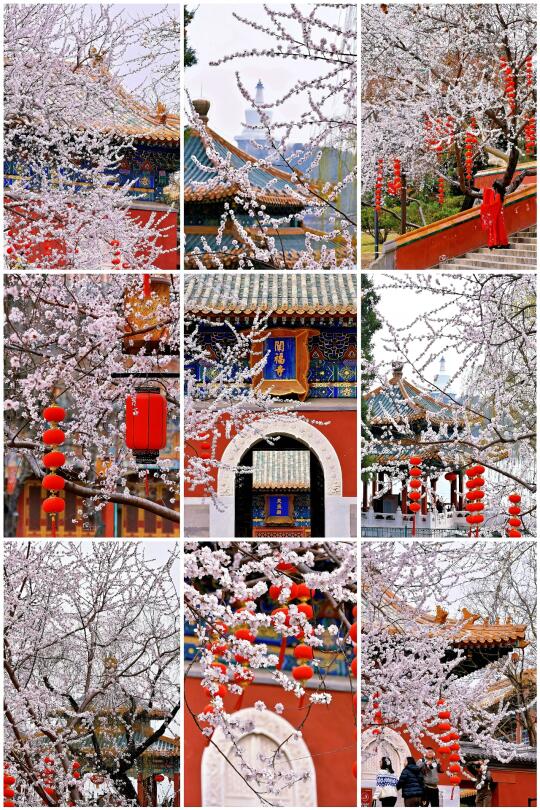 3.13实况｜北海公园阐福寺的山桃花开啦🌸