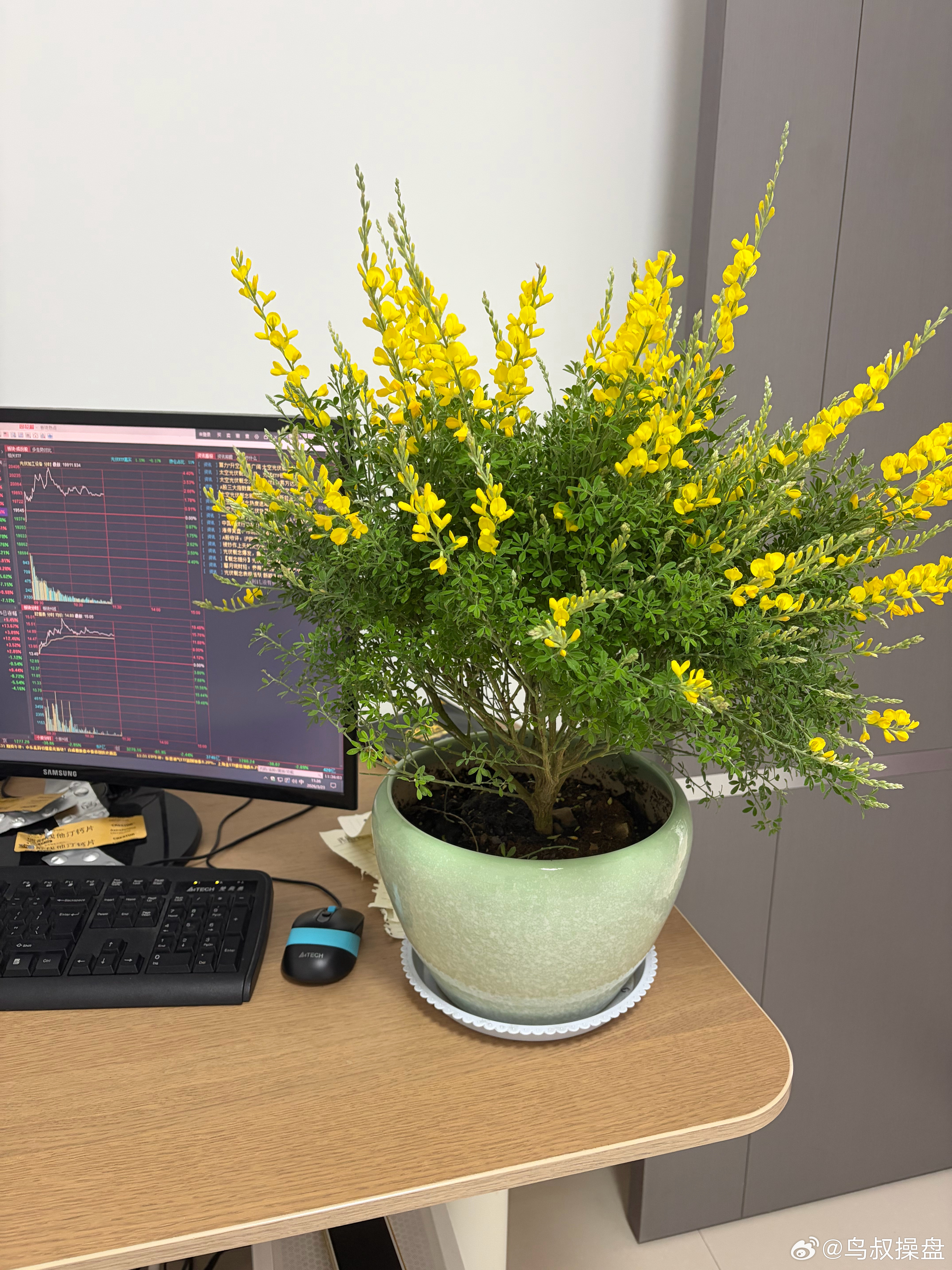 换了一盘花，感觉运气好起来了了 