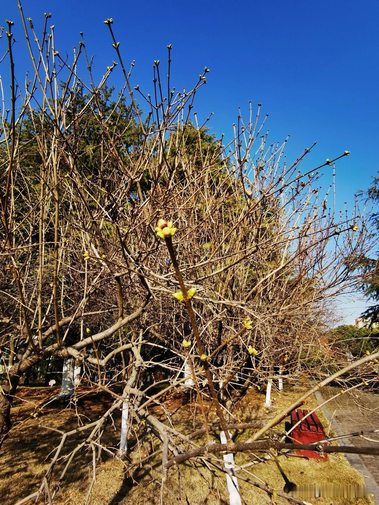 今日小雪，下楼时就闻到一股淡淡的腊梅花香味，循着香味，却无论如何找不到腊梅花树，