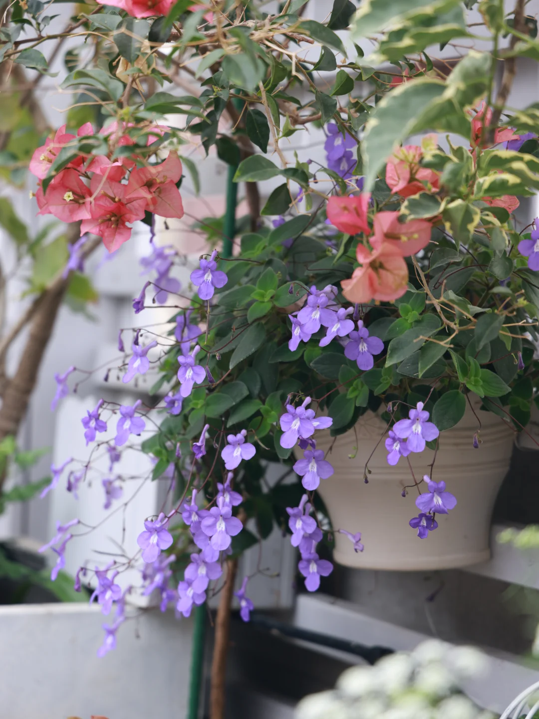 海豚花是广东为数不多可以度夏的草花