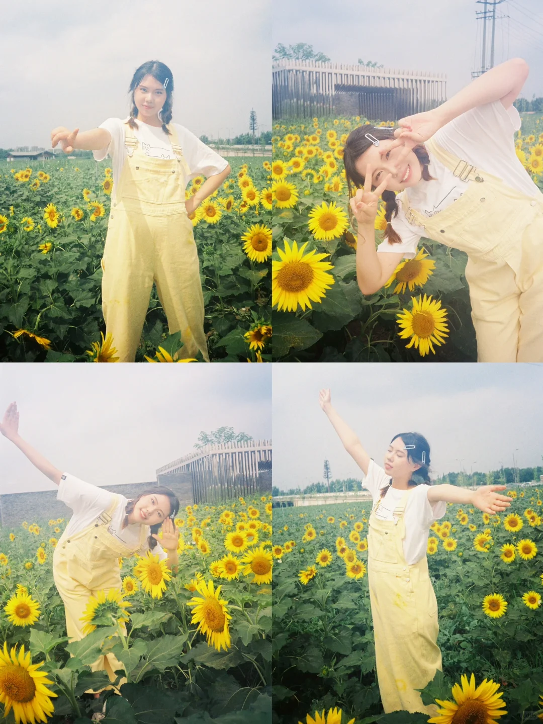 客|向日葵的花语是向阳而生