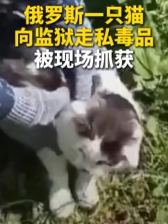 俄罗斯“大毒枭”正式露面！不对，怎么是只猫？

7月21日，在俄罗斯下诺夫哥罗德